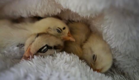 Küken „Piepsi“ schlüpfte aus einem gekauften Ei.