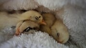 Küken „Piepsi“ schlüpfte aus einem gekauften Ei.