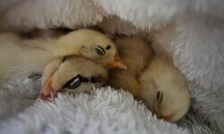 Küken „Piepsi“ schlüpfte aus einem gekauften Ei.