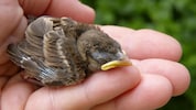 Ästlinge haben Federn und hüpfen herum. Sie sind nicht hilfsbedürftig. Ausgenommen, der Vogel ...