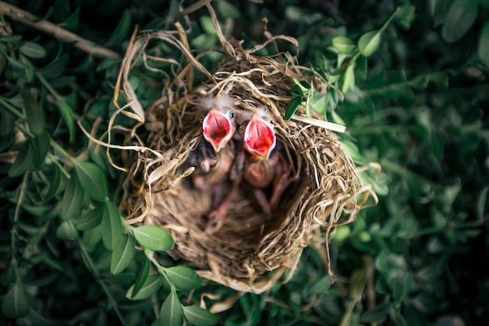 Braucht der Vogel Hilfe? Nestlinge sind nackt oder haben nur wenige Federn. Wenn sie aus dem ...