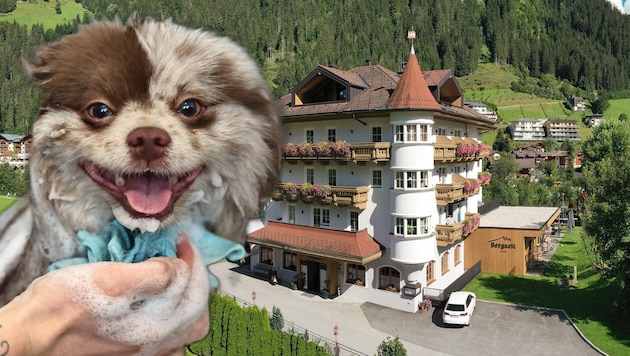 Das Boutique Hundehotel Bergzeit hat einen eigenen Spa-Breich für Hunde.