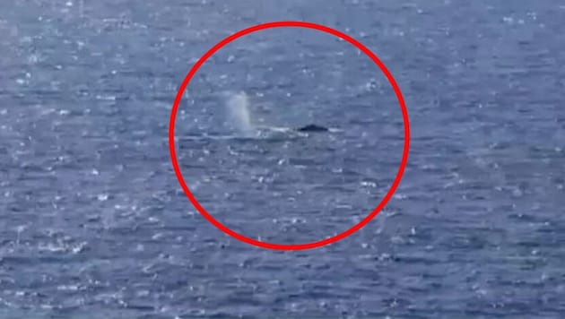 A farewell with a fountain—now there is great hope that the whale can regain its former ...