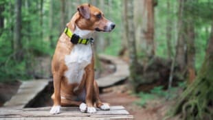 GPS-Tracker für Hunde werden immer beliebter.