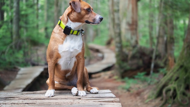 GPS-Tracker für Hunde werden immer beliebter.