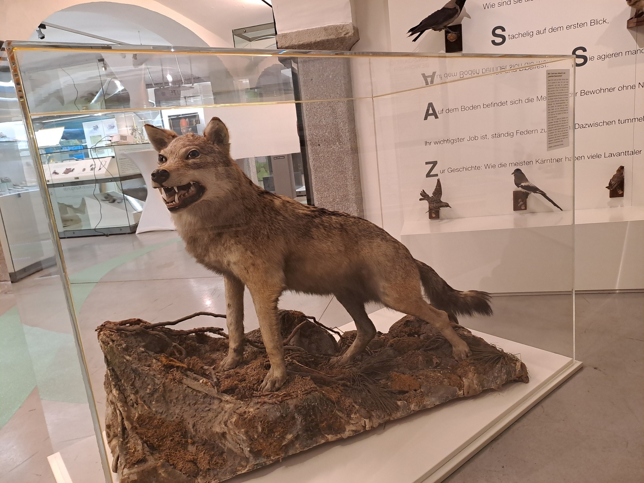 Der „Lavanttaler Bauernschreck“: Dieser Wolf soll vor 100 Jahren 94 Rinder und 380 Schafe ...