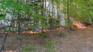 Laut Polizei standen 4000 Quadratmeter Wald in Flammen
