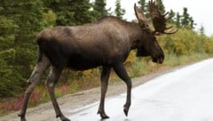 Zaun-Falle in Tallinn: Zwei Männer werden zu Tierrettern
