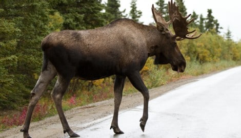 Zaun-Falle in Tallinn: Zwei Männer werden zu Tierrettern