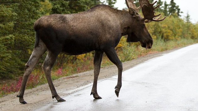 Zaun-Falle in Tallinn: Zwei Männer werden zu Tierrettern