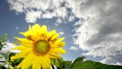 Der Sommer klopft zwar weiter an die Tür – doch in den kommenden Tagen haben auch Wolke und ...