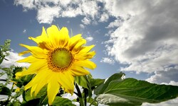Der Sommer klopft zwar weiter an die Tür – doch in den kommenden Tagen haben auch Wolke und ...