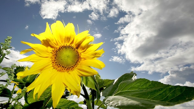 Der Sommer klopft zwar weiter an die Tür – doch in den kommenden Tagen haben auch Wolke und ...