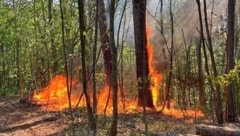 Bäume und Büsche standen nahe der Gemeinde Hernstein im Bezirk Baden in Flammen.