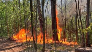 Bäume und Büsche standen nahe der Gemeinde Hernstein im Bezirk Baden in Flammen.