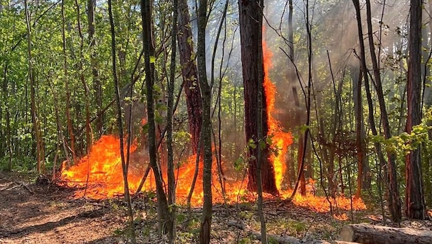 Bäume und Büsche standen nahe der Gemeinde Hernstein im Bezirk Baden in Flammen.