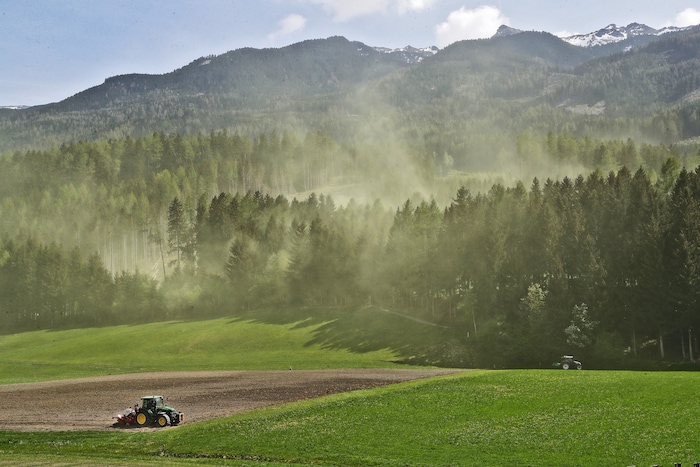 Kein Rauch! Hier werden nur Pollen-Wolken aufgewirbelt.