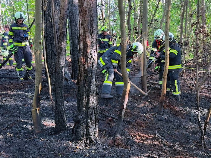 Um Glutnester ablöschen zu können, mussten die Feuerwehrleute den Waldboden stellenweise ...