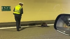 Das ist selten: Ein Biber verirrte sich in einen Autobahntunnel. 