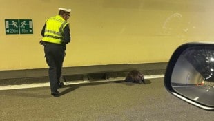 Das ist selten: Ein Biber verirrte sich in einen Autobahntunnel. 