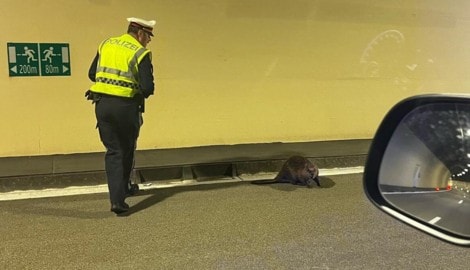 Das ist selten: Ein Biber verirrte sich in einen Autobahntunnel. 