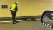 Das ist selten: Ein Biber verirrte sich in einen Autobahntunnel. 