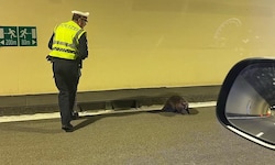 Das ist selten: Ein Biber verirrte sich in einen Autobahntunnel. 