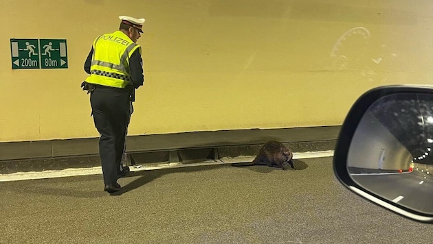 Das ist selten: Ein Biber verirrte sich in einen Autobahntunnel.