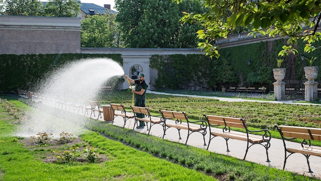 Wasser marsch: 26 Rosensorten wollen schließlich gepflegt werden.