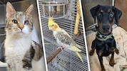 Ob Katze,, Vogel oder Hund, sie alle suchen einen schönen Platz zum Leben.