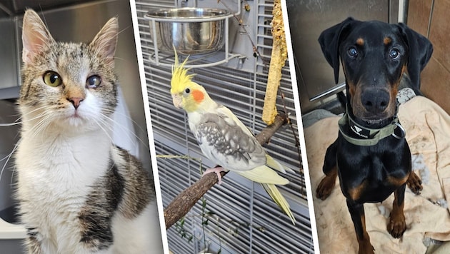 Ob Katze,, Vogel oder Hund, sie alle suchen einen schönen Platz zum Leben.