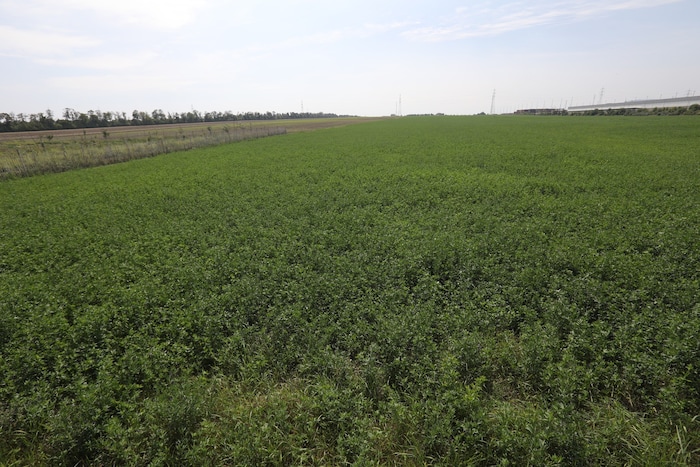 Noch sind in Rothneusiedl Felder und Landwirtschaft prägend. Genügend Grünraum soll hier aber ...