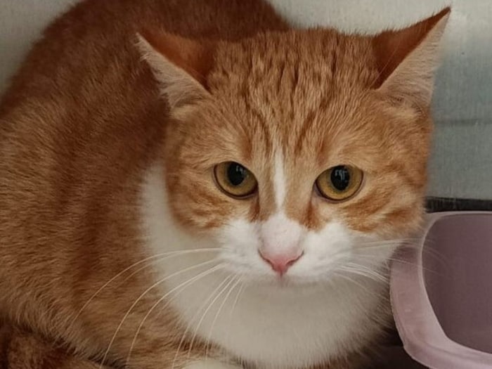 Ein Zuhause als Zweitkatze wäre ideal für Lima.