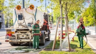 Wiener Stadtgärten bewässern junge Bäume intensiv