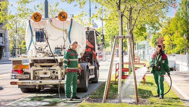 Wiener Stadtgärten bewässern junge Bäume intensiv