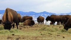 Eine 950 Tiere umfassende Bisonherde muss ihre Weidegründe verlassen.