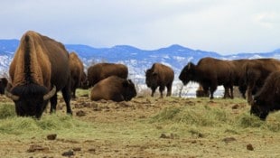 Eine 950 Tiere umfassende Bisonherde muss ihre Weidegründe verlassen.
