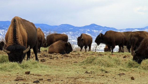 Eine 950 Tiere umfassende Bisonherde muss ihre Weidegründe verlassen.