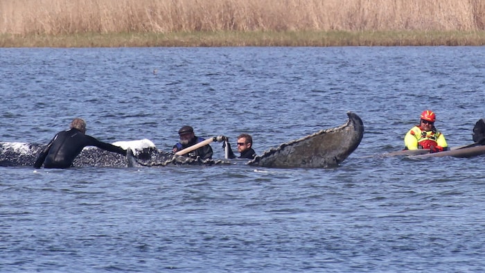 The whereabouts of the humpback whale “Timmy” remain unclear.