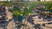 Die Landwirtschaft macht sich aufgrund des trockenen Frühjahrs Sorgen um ihre Ernten.