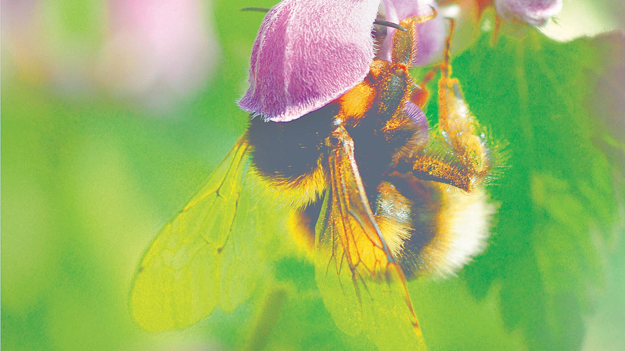 Eine Gartenhummel „tankt“ Nektar.
