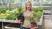 Doris Lengauer macht in Wies Versuche zum Anbau von Pfeffer und Grüntee.