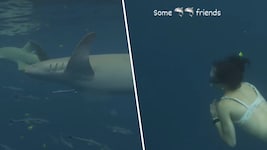 Die Haie erhalten Besuch von einer Doppel-Olympiasiegerin. 
