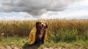 Österreich steuert auf frühsommerliche Tage zu.