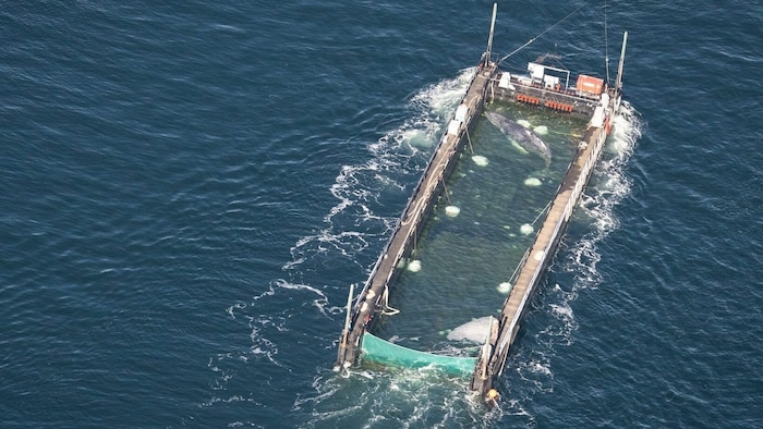 „Timmy“ auf der Barge bei der letzten Rettungsaktion