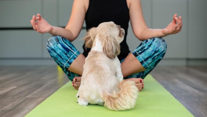 Ein Hund ist keine spontane Entscheidung zwischen zwei Yogaübungen. Er ist ein Versprechen. Für ...