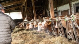 Jede Mutterkuh hat einen Namen – und Zuchtstier „Burli“ sorgt regelmäßig für Nachwuchs im Stall ...