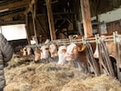 Jede Mutterkuh hat einen Namen – und Zuchtstier „Burli“ sorgt regelmäßig für Nachwuchs im Stall ...