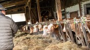 Jede Mutterkuh hat einen Namen – und Zuchtstier „Burli“ sorgt regelmäßig für Nachwuchs im Stall ...