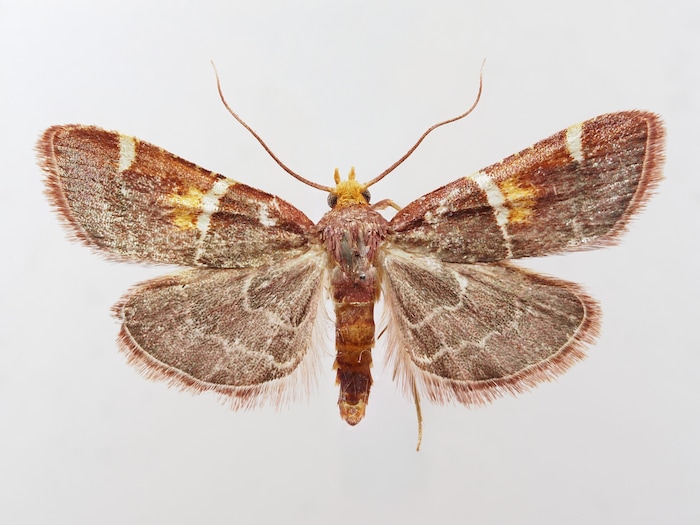 Der Papst-Leo-Schmetterling wurde auf Kreta entdeckt.